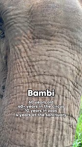 356K views · 30K reactions | Each elephant at Elephant Sanctuary...