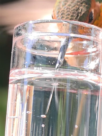 Understanding Hummingbirds: Overcoming Fear with Love