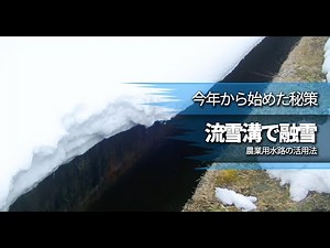 【大雪】農業用水路を流雪溝として使った結果…【雪かき後の融雪】