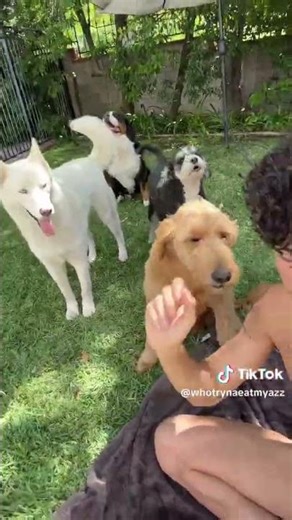 TIKTOK: Larray's 4 Dogs Fight For His Attention