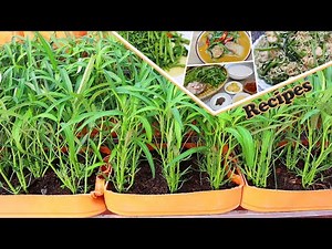 How to grow Morning Glory in plastic pots on rooftop garden | morning glory recipes