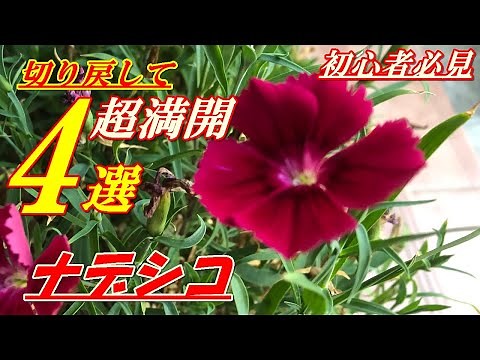 【花】ナデシコの育て方・切り戻し
