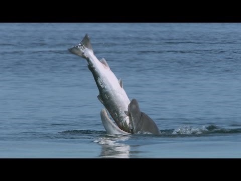 Why do dolphins vomit Atlantic salmon? | Highlands - Scotland's Wild Heart