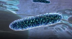 If Quality Control in the Mitochondria Fails, it Triggers a Stress Response | Cell And Molecular Biology