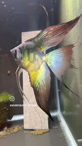 Pinoy Paraiba 💚💚 | AKVARYUM Bilgi Paylasim