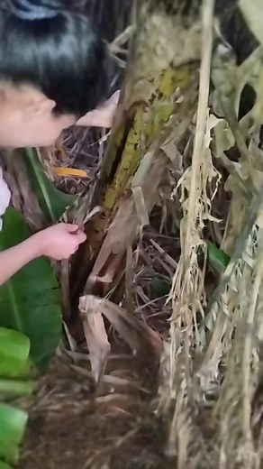 Discover Camouflaged Frogs in Lush Green Environments
