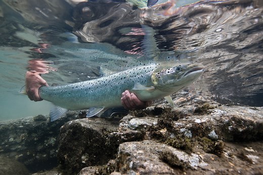 Salmon in Toronto and GTA Waters