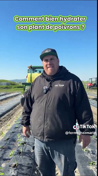 Récolte de poivrons : soins et conseils essentiels