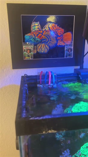 How much did I spend on a nano reef tank?