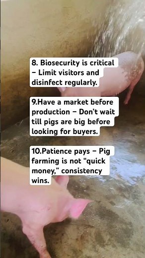 10 THINGS EVERY BEGINNER PIG FARMER MUST KNOW (Avoid Costly Mistakes!)
