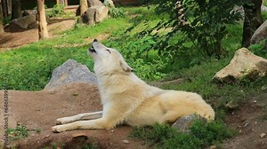 White wolf howls in the wild. Wild forest animal mammal in zoo. Dangerous predator. Nature and fauna. Video footage