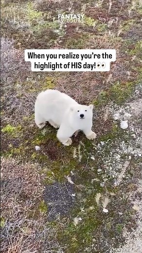 FANTASY RV TOURS | Polar Bear Migration: That moment you realize YOU are the highlight of his day!