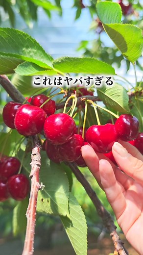 ＼今行かないと損する、“最旬”のさくらんぼ狩り🍒／ 札幌から車で約2時間。芦別市にある【大橋さくらんぼ園】で、まさに今だけの特別なさくらんぼ狩り体験が楽しめます！ ■時間無制限＆予約不要（団体除く） ■手が届きやすい“低樹高栽培”でお子様も安心 ■国内最多60品種・1300本のさくらんぼが楽しめる ■500台分の無料駐車場、バリアフリー設備も完備 雨よけドームもあるので天候も安心◎ 園内の売店では完熟さくらんぼの購入もOK。贈り物用に全国発送も可能です🍒📦 今週末のお出かけ、フルーツ狩りの“最高の瞬間”をぜひ体験してみてください！ ーーーーー ■大橋さくらんぼ園 📍住所 北海道芦別市上芦別町469番地 ⏰営業時間 9:00〜17:00（最終入園 16:00） 営業期間：6月下旬〜8月上旬 ーーーーー #大橋さくらんぼ園 #さくらんぼ狩り #芦別観光 #旅と北海道 #北海道旅行 #北海道観光 #北海道グルメ #PR