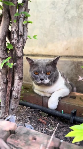 เราก็ดื้อด้วยสิ😂#npcathouse #npbarf #ทาสแมว #แมวบริติชช็อตแฮร์ #สัตว์เลี้ยงtiktok