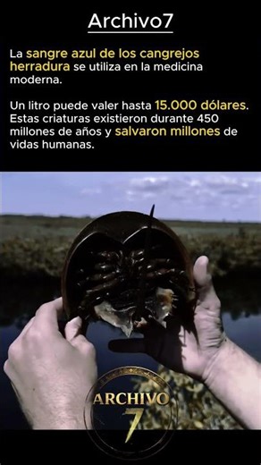 $15.000 de sangre de cangrejos de 450 millones de años 🩸