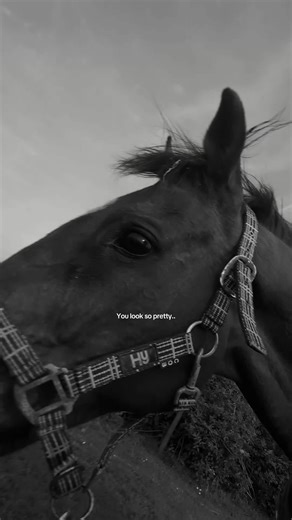 Jessica Harrington (@jessharrington98)’s videos with original sound - Tom Odell