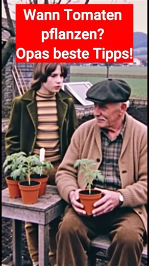 Wann Tomaten pflanzen Opa erklärts