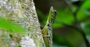 Barred Gliding Lizard Draco Taeniopterus Draco Stock Footage Video (100% Royalty-free) 1041864295 | Shutterstock