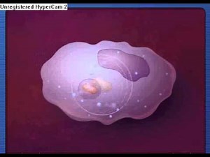 Fagocitose (Imunologia)