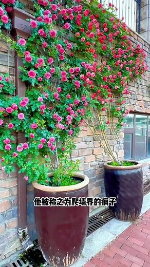 撒点这个蔷薇花种子在地上，种一次让你年年有花看#爱生活爱养花#爬藤月季#蔷薇花#花卉绿植