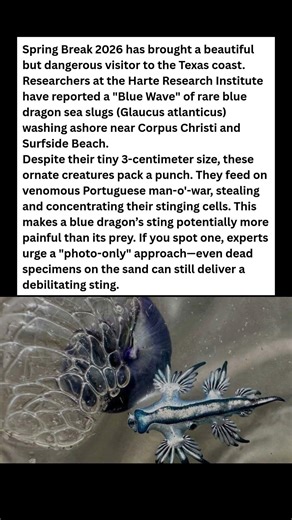 WATCH OUT! Rare Blue Dragons Hitting Texas Beaches 🐉🌊 #wildlife #facts #shorts