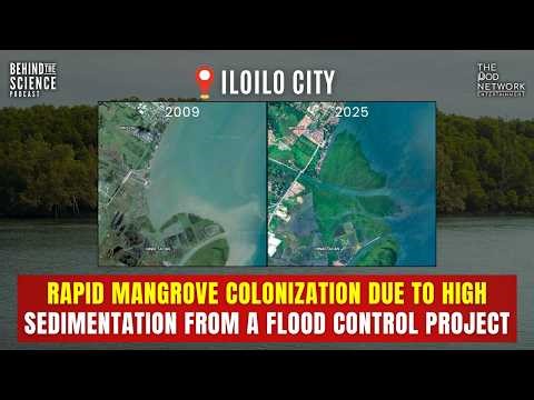 Paul Flores, DSc: Rapid mangrove colonization due to high sedimentation from a flood control project
