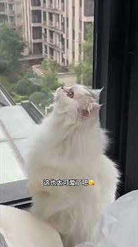 我以前的愿望是猫狗双全,没想到两姐妹都不喜欢猫 #萌宠 #我和我的狗 #养狗日常