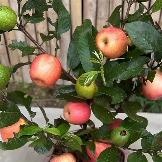 55K views · 628 reactions | Watch these ideas to grow apples and other fruits in your garden  | Diy Garden World | Facebook