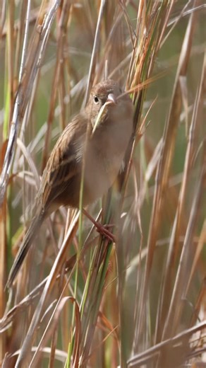 Field sparrow #birdphotography #birds #birdwatching #birdsofinstagram #birdlovers #birding #wildlifephotography #wildlife #nature #naturephotography | Dalton Walker | Facebook