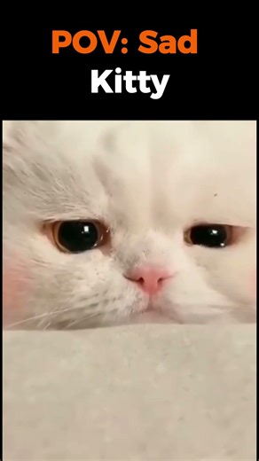 Pov Sad Kitty