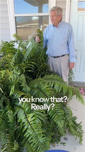 Simple Secrets to MASSIVE Ferns