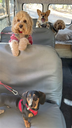 The cutest little pups…the Poky Little Pups getting their treats before heading home. 🐶❤️ | The Storybook Bus