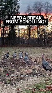 1.2K views · 40 reactions | Take a break from your timeline and watch some Wild Turkeys 旅 on their way to roost in some trees for the night. If you want to see these turkeys in person, visit us at Gilsland Farm Audubon Center in Falmouth. Trails are free and open from dawn to dusk every day (please leave pets at home). | Maine Audubon | Facebook