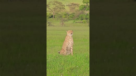 Male Cheetah Wakes Up, Ready to Hunt After a Restful Night in the Wild