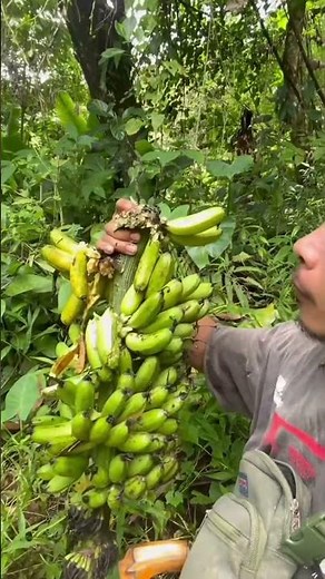 Eating Wild Bananas Found Deep in the Jungle 🍌