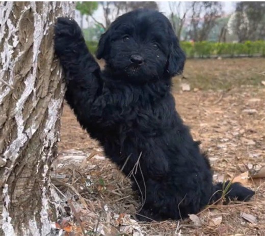 Heartwarming Dog Rescue Story in the Park