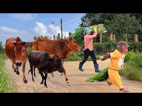 A Farmer’s Love for His Cow 🐄❤️ | Heartwarming Farm Story