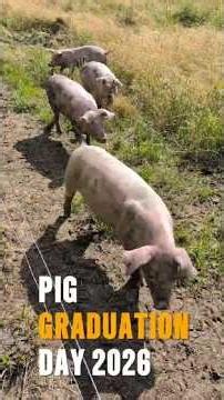 Pig Graduation Day 2026 #regenerativefarming #farmtotable #homestead
