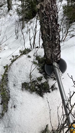 Cutting Down a Large Birch Tree with Brush Cutter