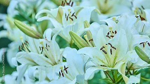Lilium auratum (mountain lily) is one of the true lilies. It is native to Japan and is sometimes called the golden rayed lily or the goldband lily.