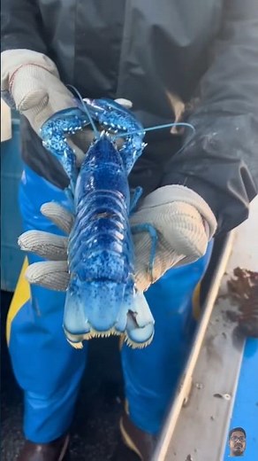 Rare Blue Lobster Catch – 1 in 2 Million! 🦞