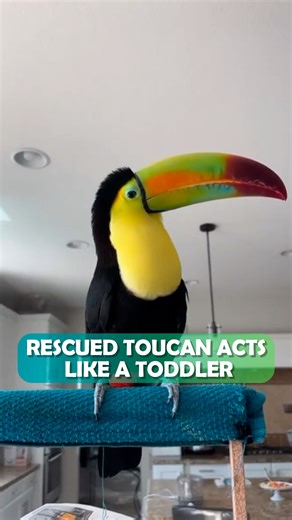 Rescue toucan purrs like a cat when getting scratches 🤤 #toucan #wildbirds #cuddlebuddies | Cuddle Buddies