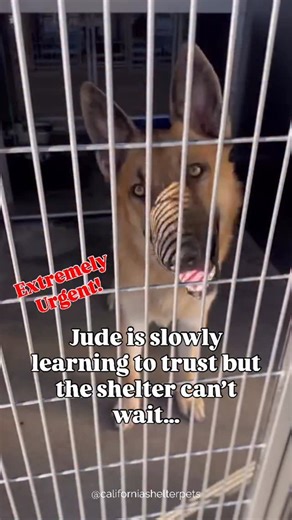 8K views · 3.1K reactions | Jude is out of time and just waits for...