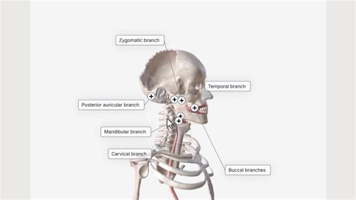 عصب فاسیال:آموزش سه بعدی مسیرعصب فاسیال و شاخه های آن،گانگلیون زانویی فاسیال