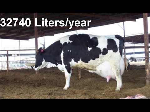 Highest Milk Producing Cattle Breeds In The World | 10 Best Cattle Breeds |