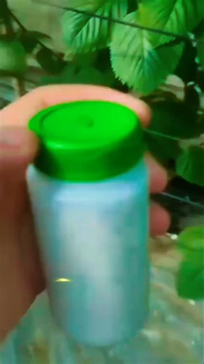 El HouCine Tech Agronome | Aphidius – parasitoïde des pucerons Aphidius est une micro-guêpe parasitoïde utilisée en lutte biologique contre les pucerons (Aphididae).... | Instagram