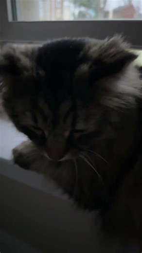 Doc Mcstuffins wya #funny #cat