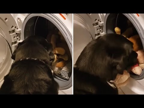 Dog saves his favorite stuffed animal from the washing machine