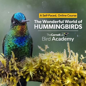 2.8K reactions · 355 shares | Add enchantment to your day with the dazzling colors and fascinating lifestyles of hummingbirds. This self-paced, online course is a fun-filled, science-infused look at the world’s hummingbirds and what makes them so special. Save 30% when you grab it for yourself or as a gift before June 24! | Cornell Lab of Ornithology | Facebook