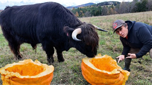 Feeding shaggy cattle massive pumpkins in cold barn